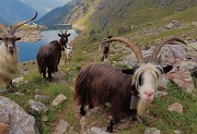 64 Incontro ravvicinato sul sentiero con capre  orobiche
